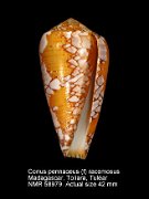 Conus pennaceus (f) racemosus